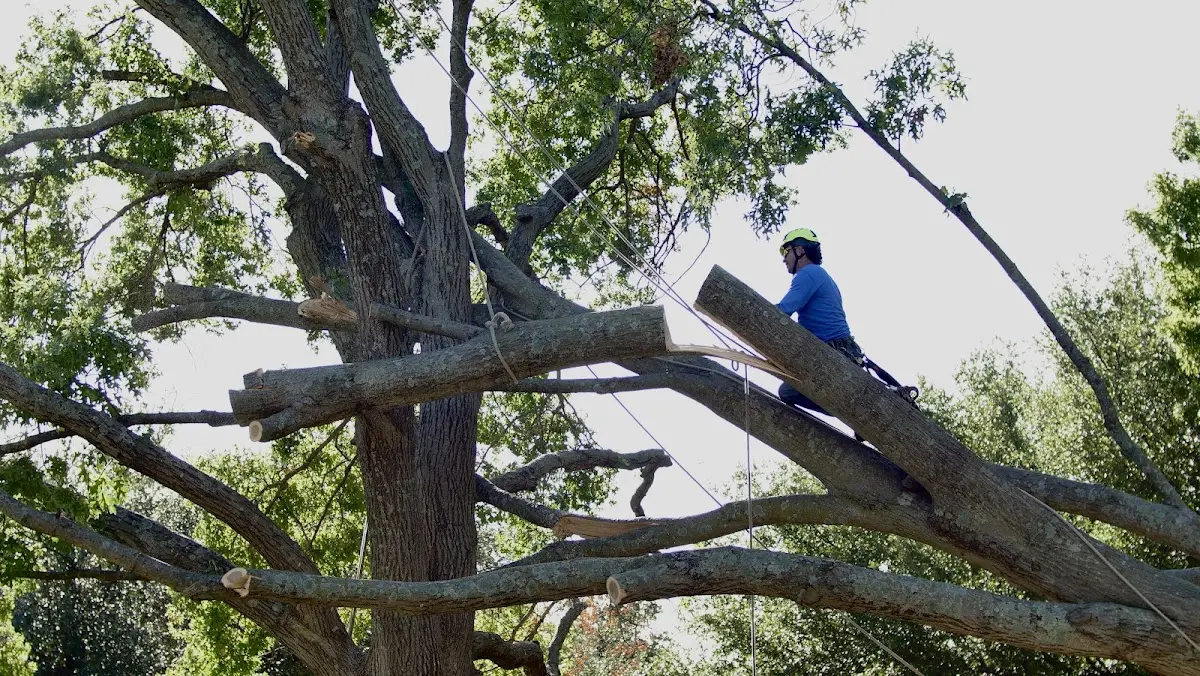 Professional Crown Thinning performed by certified arborists in Trinidad