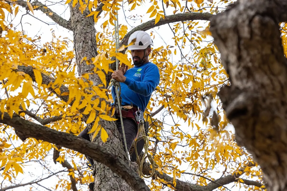Skilled Tree Transplanting crew working in Trinidad